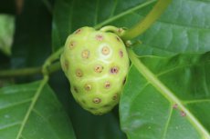 ZVRTGMOCI “Morinda Citrifolia” Indian Mulberry / Noni / Cheese Fruit - 5 zaden TessGruun