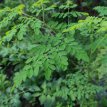 ZVRTGMOOL Moringa Oleifera / Drumstick Tree – 5 graines TessGruun