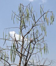 ZVRTGMOOL Moringa Oleifera / Drumstick Tree / Miracle Tree – 5 seeds TessGruun