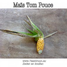 ZVRTPTOPO Maïs Tom Pouce Pop Corn 10 graines