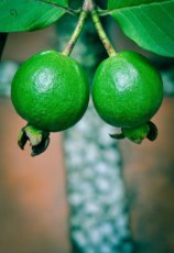 ZVRTGPSGU “Psidium Guajava” Exotic Guava Fruit Tree Bonsai 10 seeds TessGruun