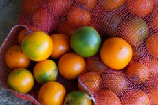 ZVRTGSOQU “Solanum Quitoense” Naranjilla – 5 seeds TessGruun