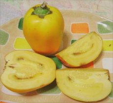 “Solanum Sessiliflorum” Perziktomaat / Cocona – 5 zaden TessGruun