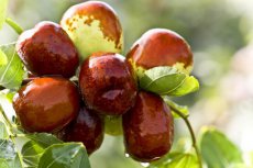 ZVRTGZIJU Zizyphus Jujuba / Jujube Tree / Chinese Date Tropical Fruit – 5 seeds TessGruun