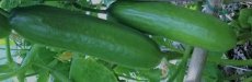 ZVRTMKMKPI3B Snack Cucumber Piccolino Organic 3 seeds TessGruun