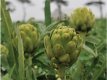 Artichaut Vert Globe 10 graines TessGruun