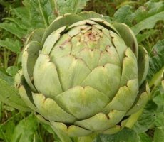Artichaut Gros Vert de Laon 10 graines TessGruun