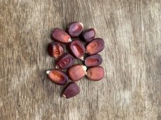 Maïs Bloody Butcher  10 graines BIO TessGruun