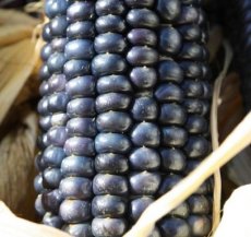 ZVRTPBLHOP Maiz Blue Hopi 10 semillas TessGruun