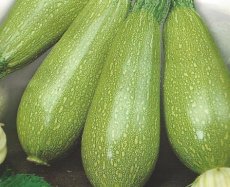 Courgette Bolognese 10 graines TessGruun
