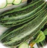 ZVRTPCOCO Courgette Cocozelle  5 seeds TessGruun