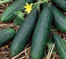 Concombre Spacemaster Bio TessGruun 10 graines