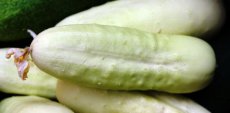 ZVRTPWHWO Cucumber White Wonder 10 seeds TessGruun