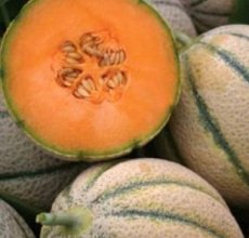 Meloen Retato Degli Ortolani 10 BIO zaden TessGruun