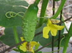 Cornichon Petit Vert de Paris BIO 10 graines TessGruun