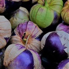 ZVRTPTOPUR Tomatillo Purple Morado (PHYSALIS IXOCARPA) 10 semillas ORGANICAS TessGruun