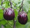ZVRTPVDFZ15 Eggplant Violetta di Firenze 10 seeds TessGruun