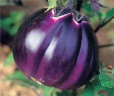 ZVRTPVDFZ15 Eggplant Violetta di Firenze 10 seeds TessGruun