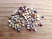 ZVRTRMCLEP Corn Cherokee Long Ear Popcorn 15 seeds