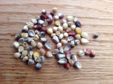 ZVRTRMCLEP Corn Cherokee Long Ear Popcorn 15 seeds