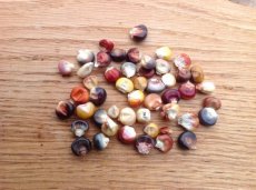 ZVRTRMGLCO Corn Glass Gem 20 seeds