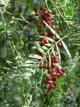 Schinus molle California pepper tree 10 semillas TessGruun