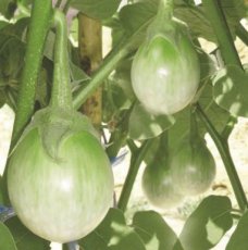 Aubergine Thai Chao Praya Round Green 10 graines TessGruun