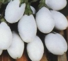 Aubergine / Eggplant Thai White Egg 10 seeds TessGruun