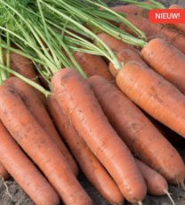 Carotte d'été 'Napoli F1' - BIO De Bolster (2058)