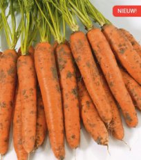Carotte d'été 'Negovia F1' - BIO De Bolster