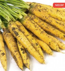 Carotte d'été 'Yellowstone' - BIO De Bolster (2061)