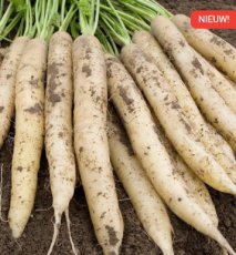 Carotte d'été 'White Satin F1' - BIO De Bolster (2065)