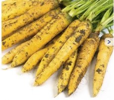 Carotte d'été 'Yellowstone' - BIO TessGruun