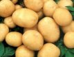 ZWKTETPS TPS True Potato Seeds Miss Asole Aardappel zaden (Solanum Tuberosum) +- 25 zaden TessGruun