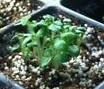 TPS True Potato Seeds Miss Milena Aardappel zaden (Solanum Tuberosum) +- 25 zaden TessGruun