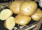 ZWKTETPSMIMI TPS True Potato Seeds Miss Milena Aardappel zaden (Solanum Tuberosum) +- 25 zaden TessGruun