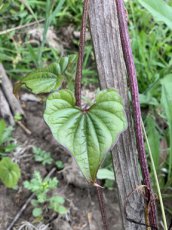 Igname de chine Dioscorea polystachya 5 graines