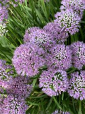 Ail anguleux Allium angulosum 15 graines TessGruun