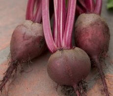 Betterave Detroit 2 Crimson  TessGruun