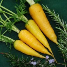 Carotte jaune d'été Solar Yellow TessGruun