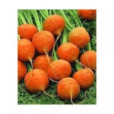 CAROTTE Marché de Paris (0,5g = +/- 500 graines) BIO TessGruun