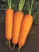 Zanahoria Chantenay Red Core TessGruun