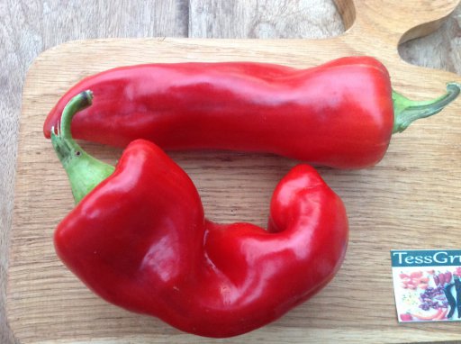25+ Giant Aconcagua Pepper Seeds